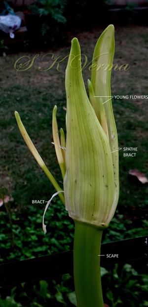  Very young Inflorescence
